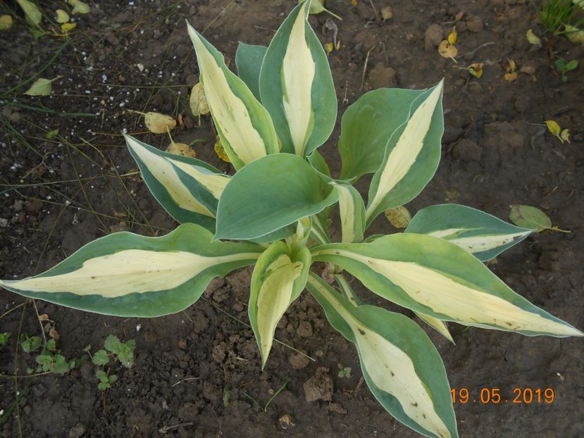  - 2Azalee-rhododendroni-hortensii-hoste 2019