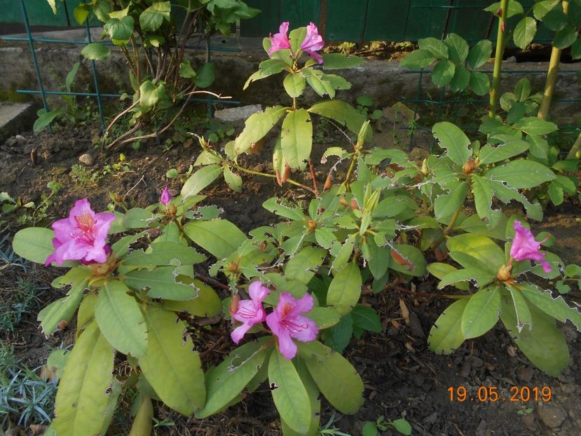  - 2Azalee-rhododendroni-hortensii-hoste 2019