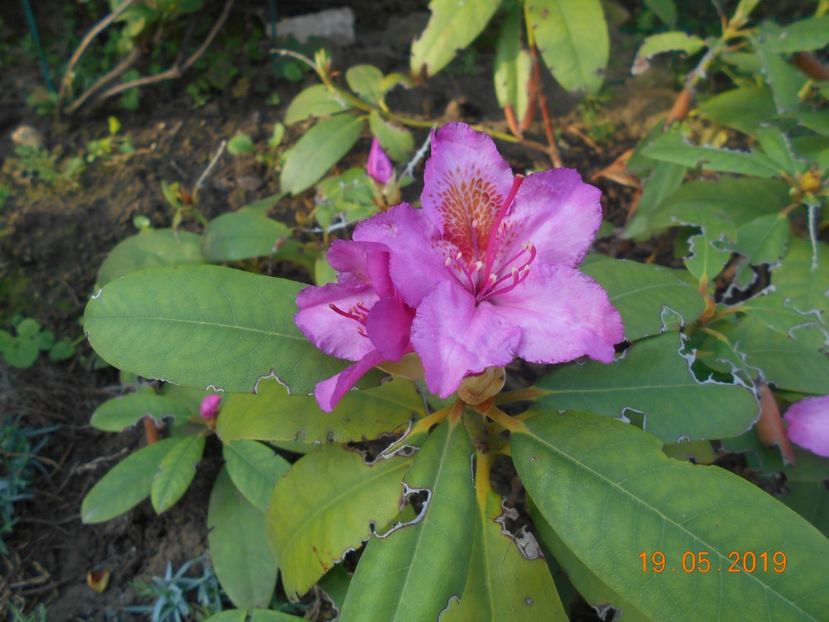  - 2Azalee-rhododendroni-hortensii-hoste 2019