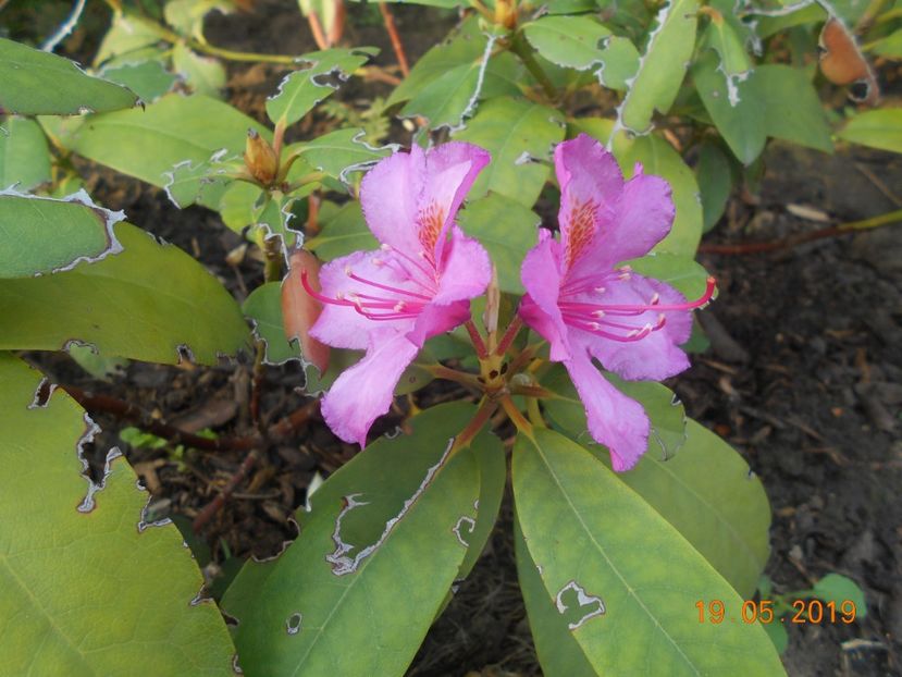  - 2Azalee-rhododendroni-hortensii-hoste 2019