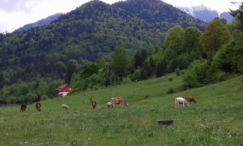 f - stay cottage farm with mountain accommodation romania rasnov in the center of brasov bran predeal mo