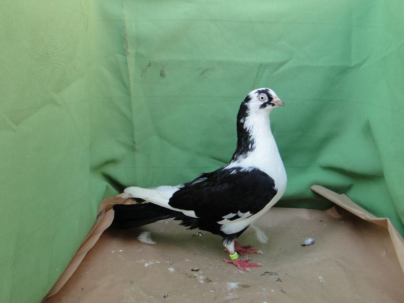 F 2017_5381 - arhiva_porumbei dragi mie