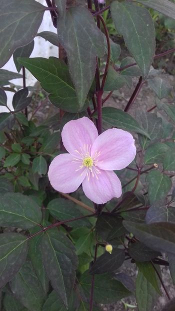  - Clematis Montana Mayleen