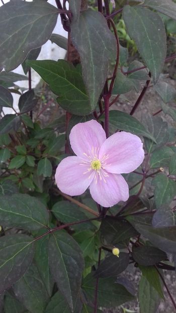  - Clematis Montana Mayleen