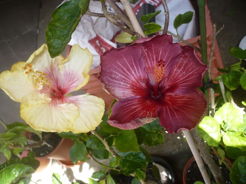 19.05.2019 - HIBISCUSI 2019-1