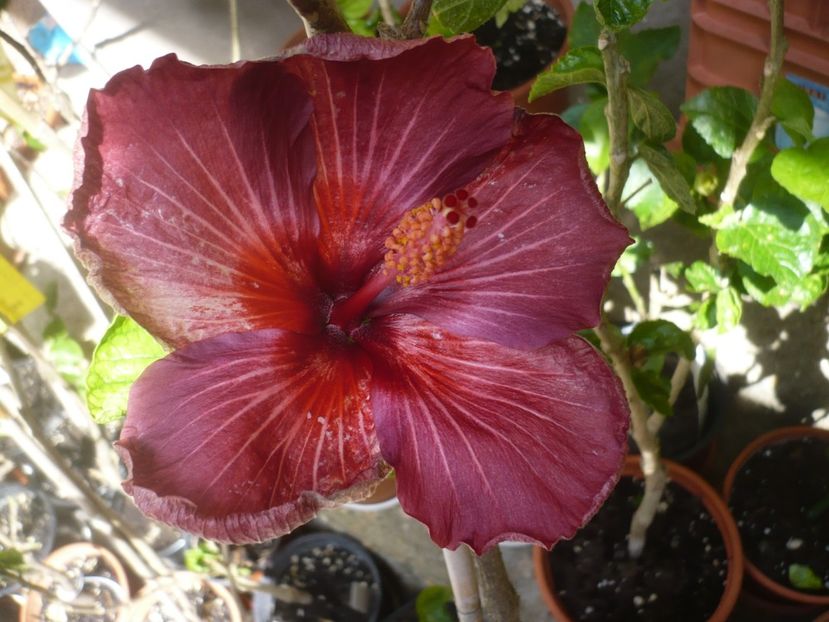 P1410315 - HIBISCUSI 2019-1