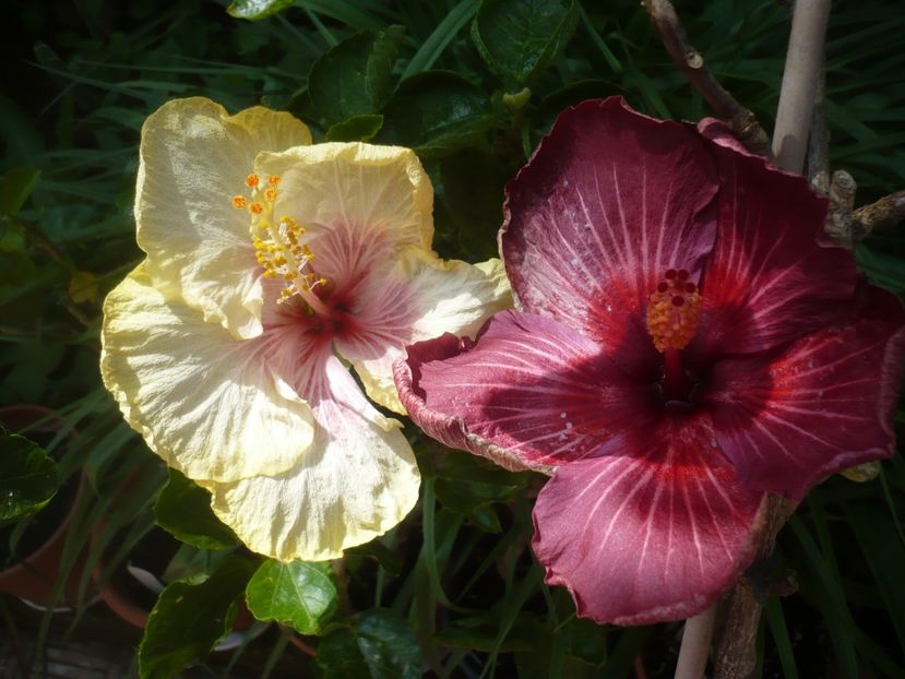 P1410316 - HIBISCUSI 2019-1