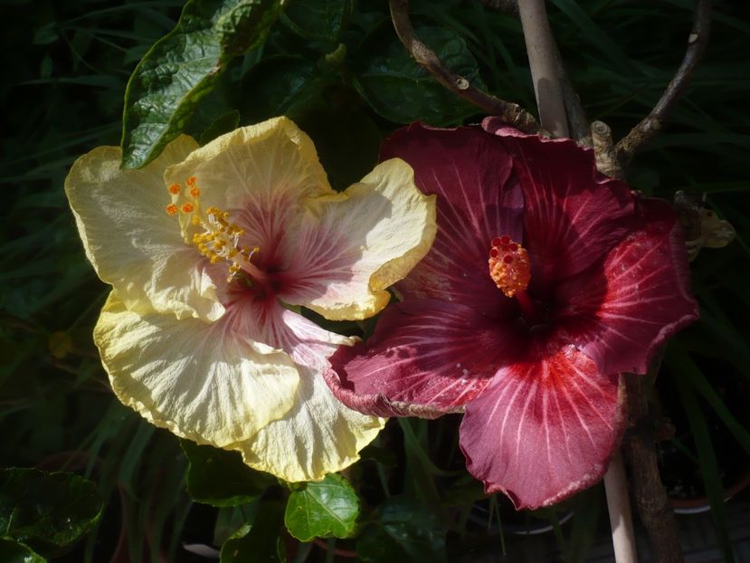 P1410317 - HIBISCUSI 2019-1