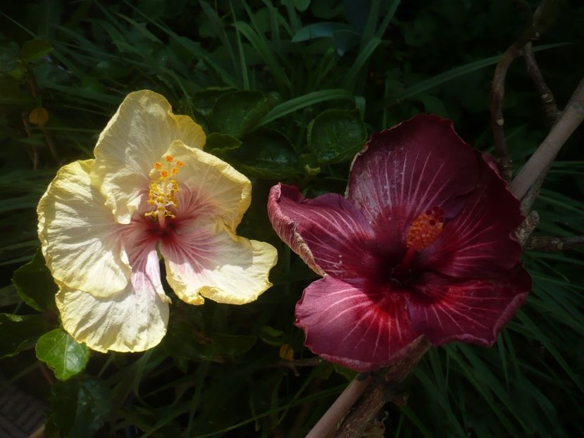 P1410318 - HIBISCUSI 2019-1