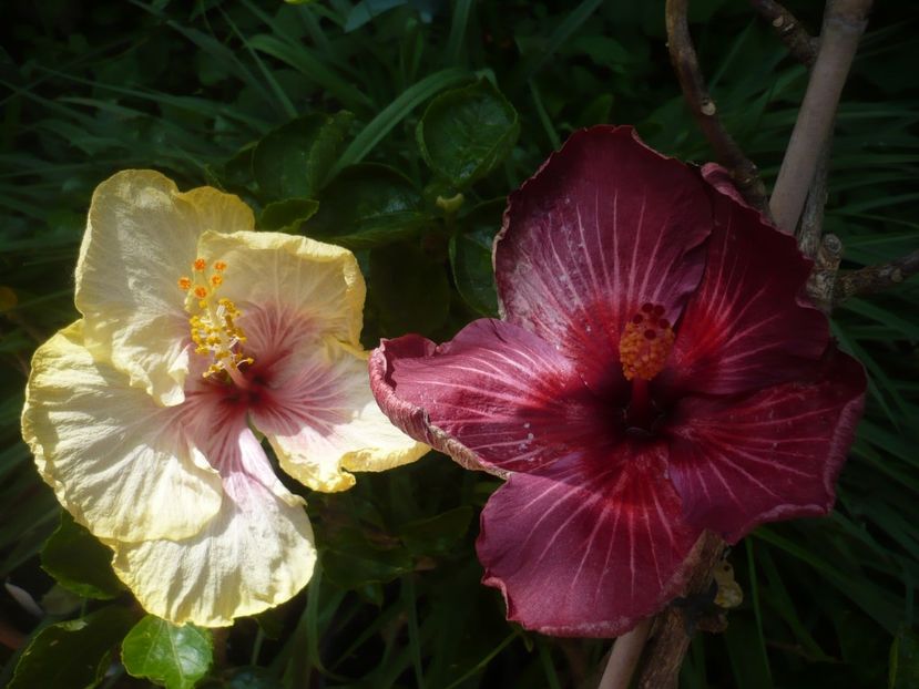 P1410319 - HIBISCUSI 2019-1