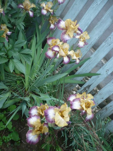 19.05.2019 - GRADINA 2019