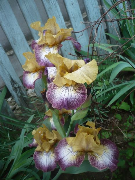 P1410321 - GRADINA 2019