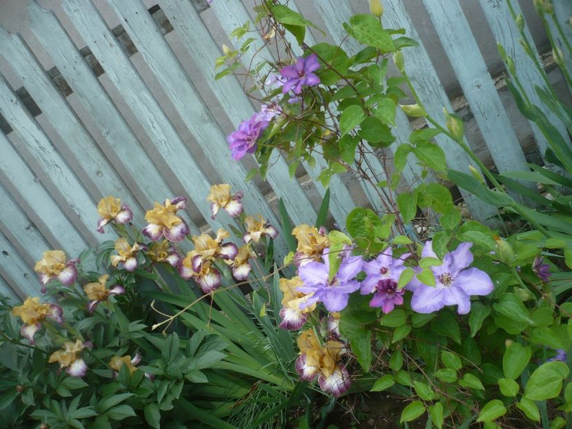 P1410322 - GRADINA 2019