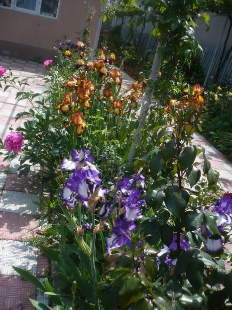 P1410323 - GRADINA 2019