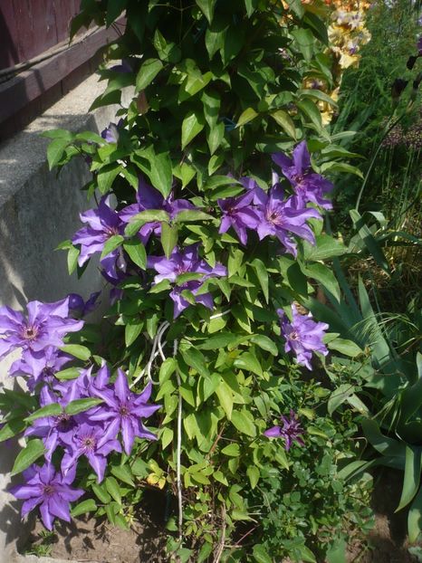 P1410324 - GRADINA 2019