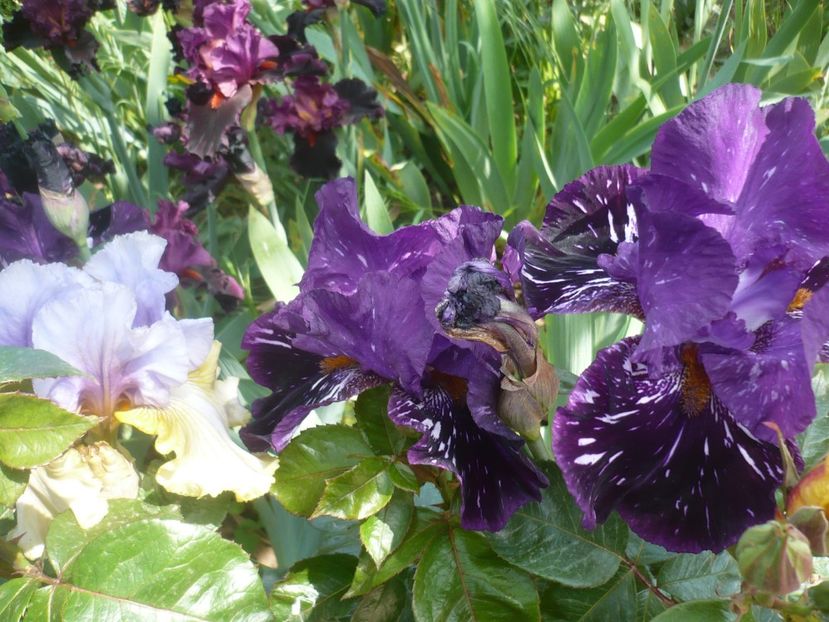 P1410326 - GRADINA 2019