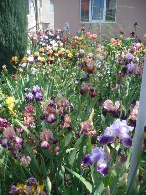 P1410330 - GRADINA 2019