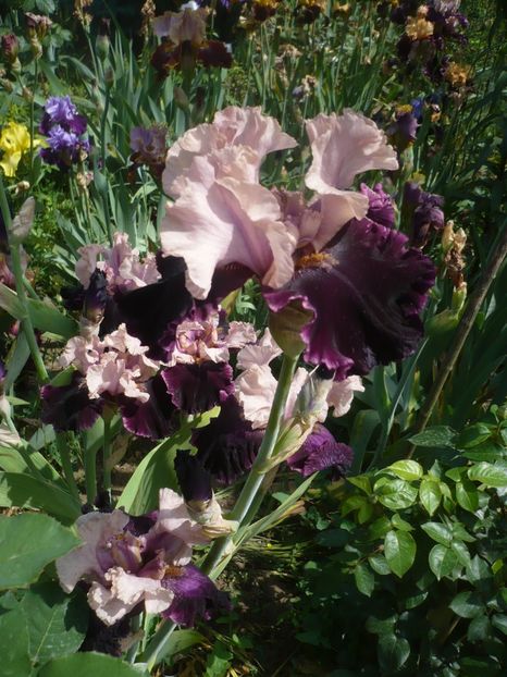 P1410331 - GRADINA 2019