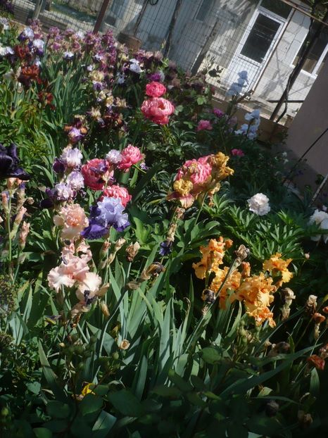 P1410333 - GRADINA 2019