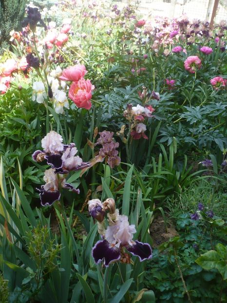 P1410334 - GRADINA 2019