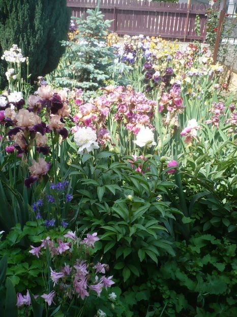 P1410336 - GRADINA 2019