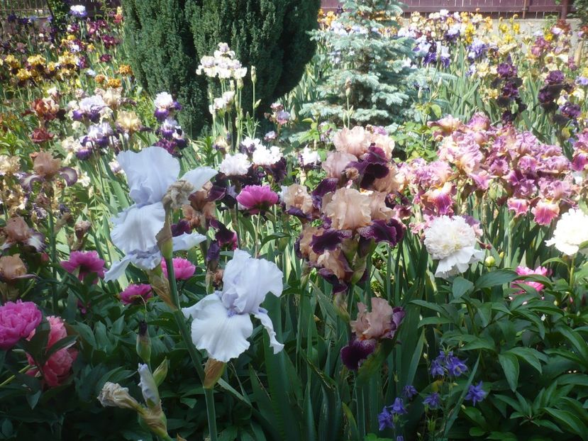 P1410337 - GRADINA 2019