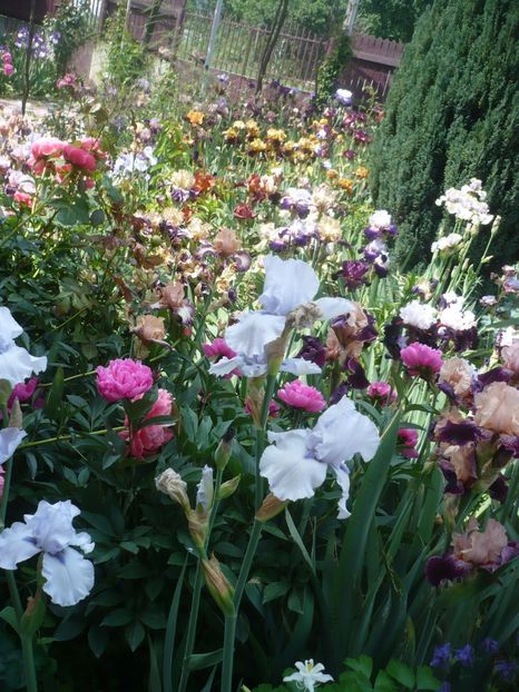 P1410338 - GRADINA 2019