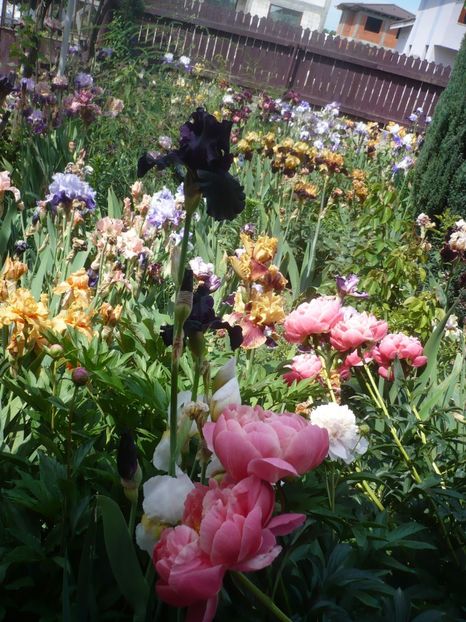 P1410340 - GRADINA 2019