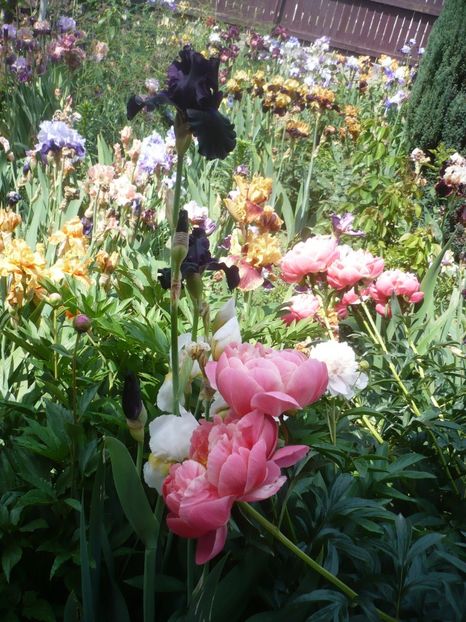 P1410341 - GRADINA 2019