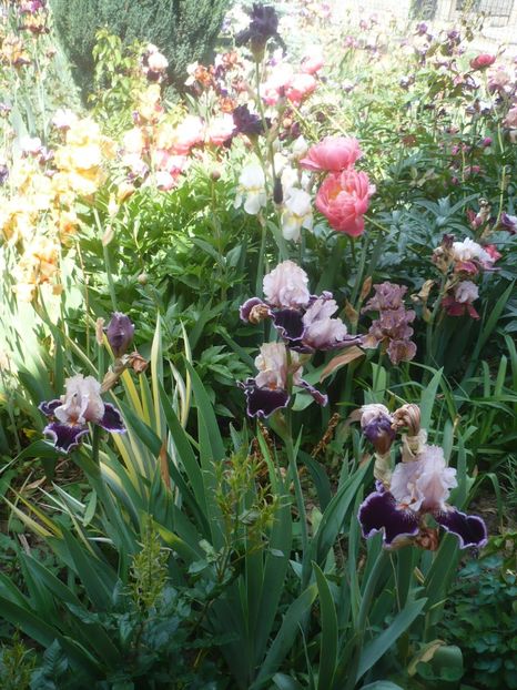 P1410342 - GRADINA 2019