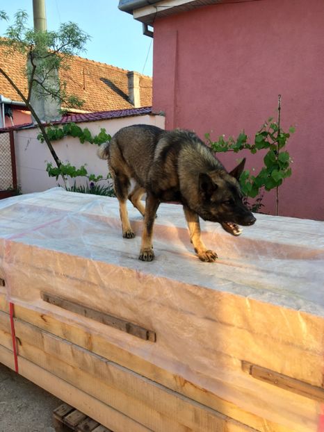 BD7552C7-4318-4F50-ACFA-03D0BCF66B9E - Max un paznic frumos