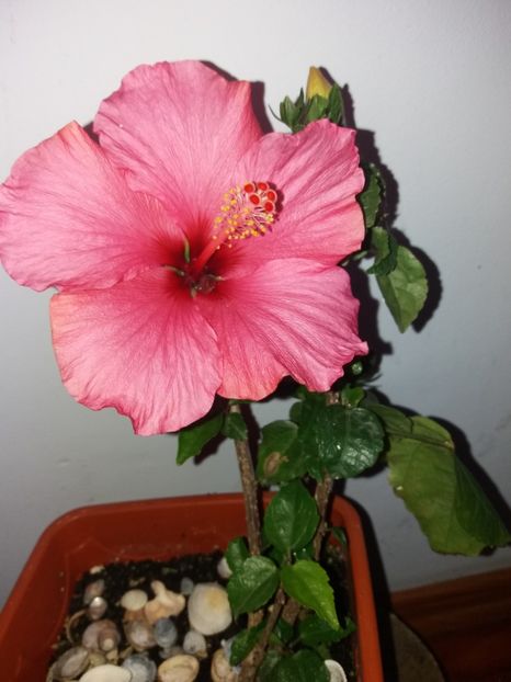  - Florile mele mai 2019