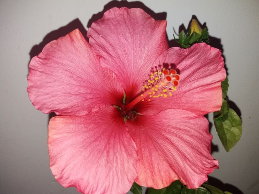  - Florile mele mai 2019