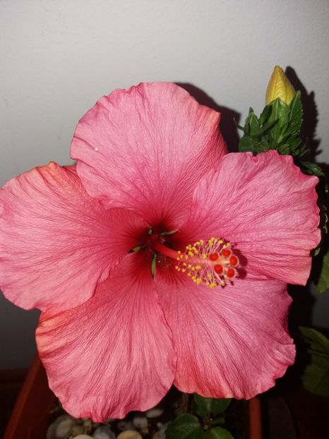  - Florile mele mai 2019