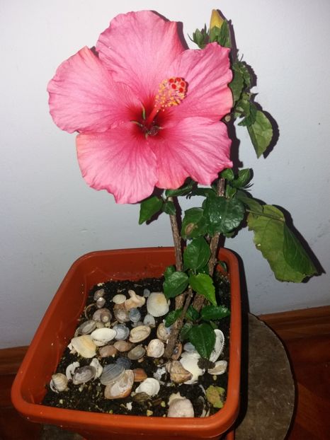  - Florile mele mai 2019