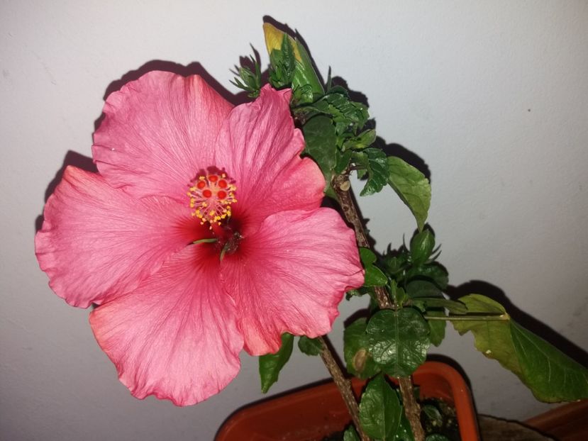  - Florile mele mai 2019