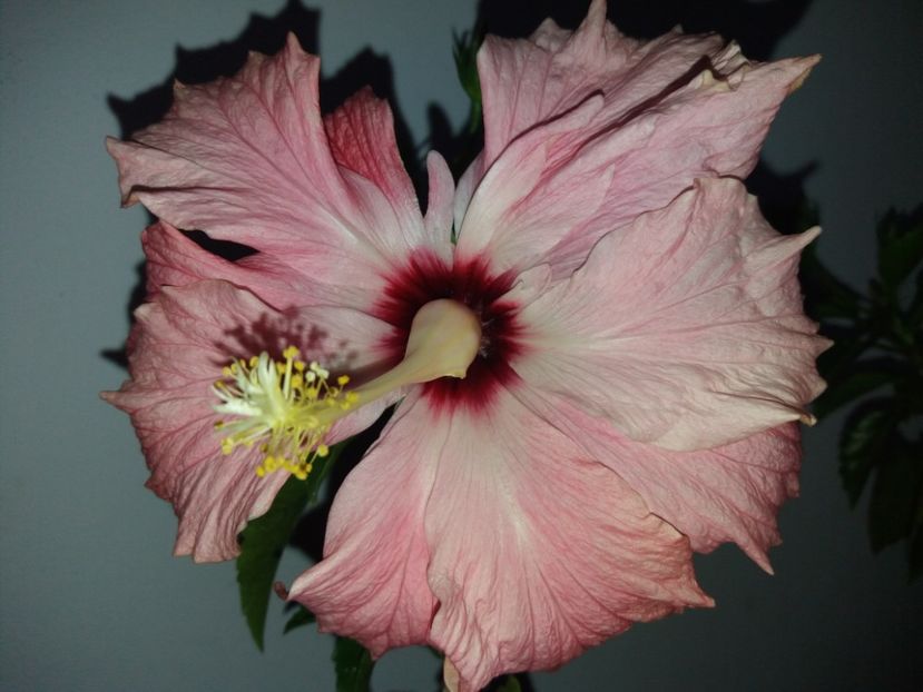  - Florile mele mai 2019