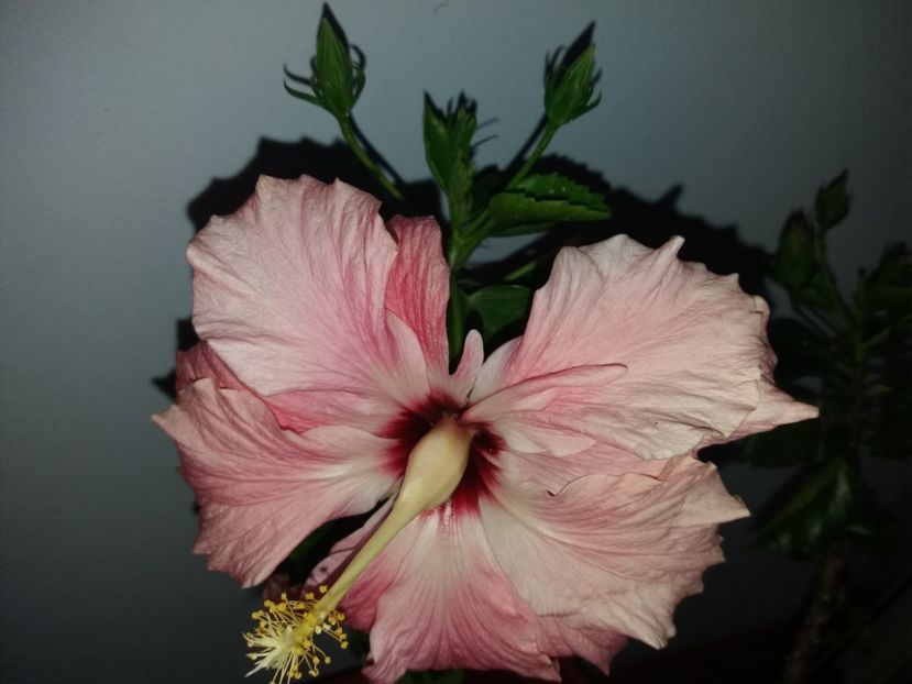  - Florile mele mai 2019