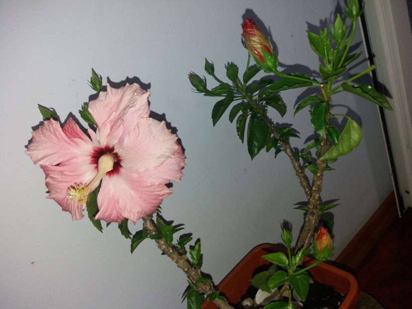  - Florile mele mai 2019