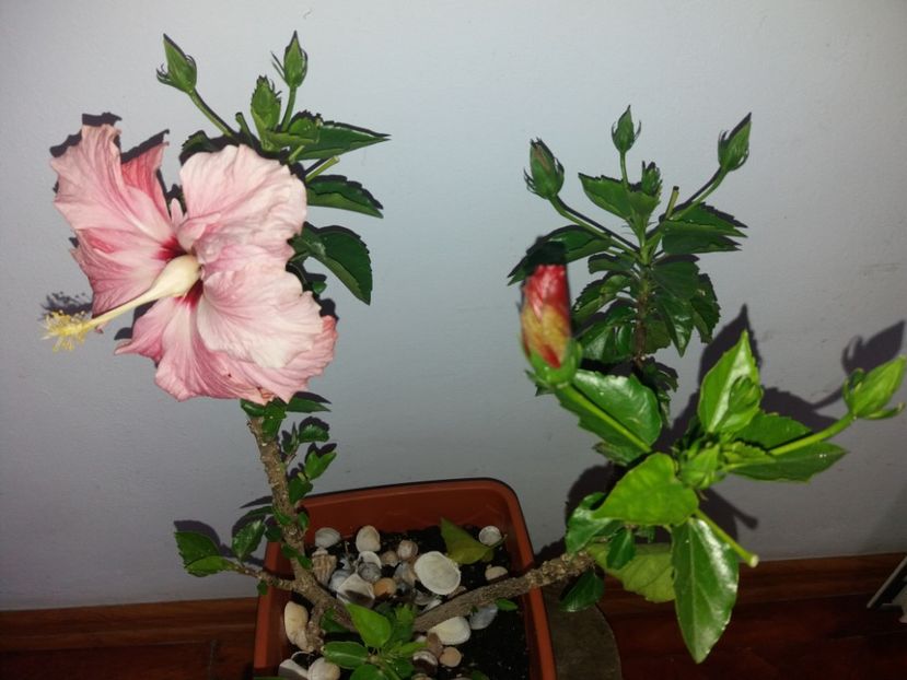  - Florile mele mai 2019