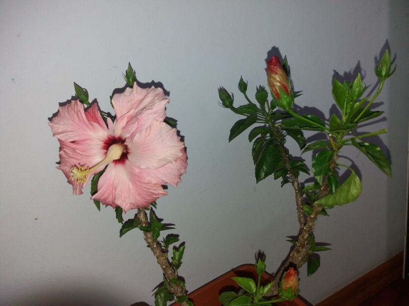  - Florile mele mai 2019