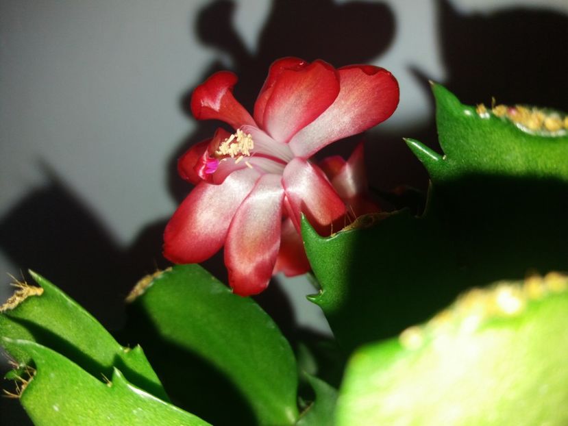  - Florile mele mai 2019