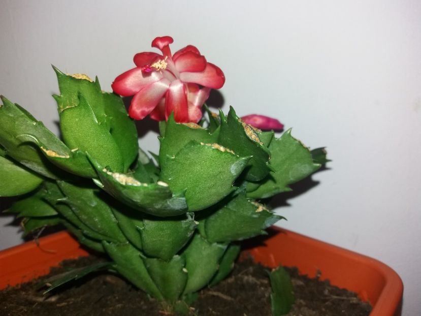  - Florile mele mai 2019