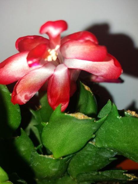  - Florile mele mai 2019