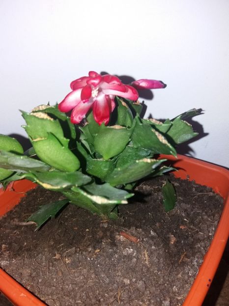  - Florile mele mai 2019