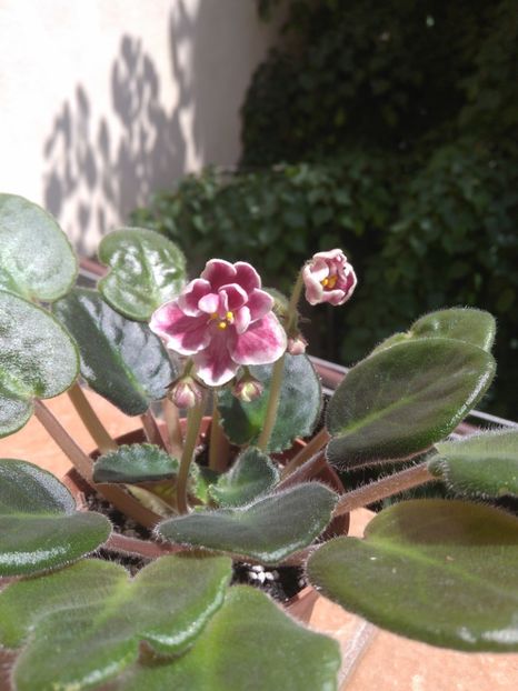 19 mai 2019 - Bob Serbin