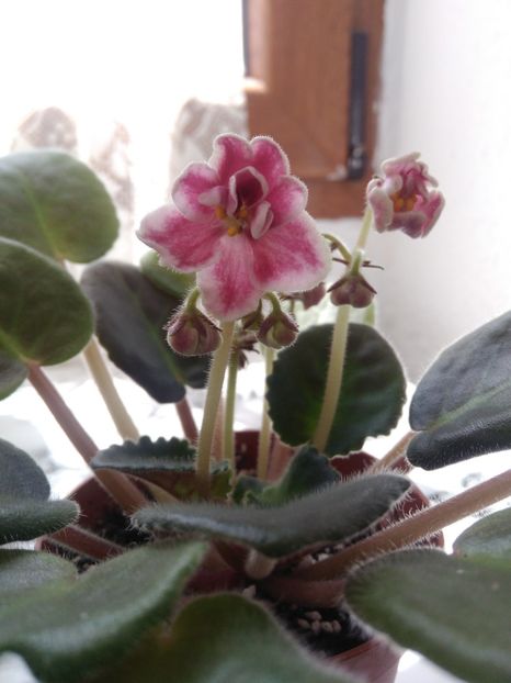 19 mai 2019 - Bob Serbin