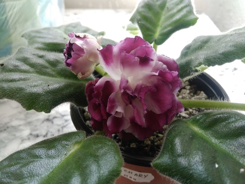 19 mai 2019 - RS Chary