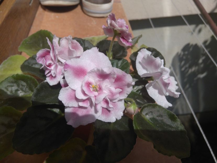 19 mai 2019 - Moroznaia Vishnia