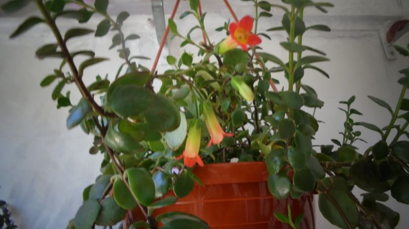 "Manginii",ultimii clopotei - Stelute